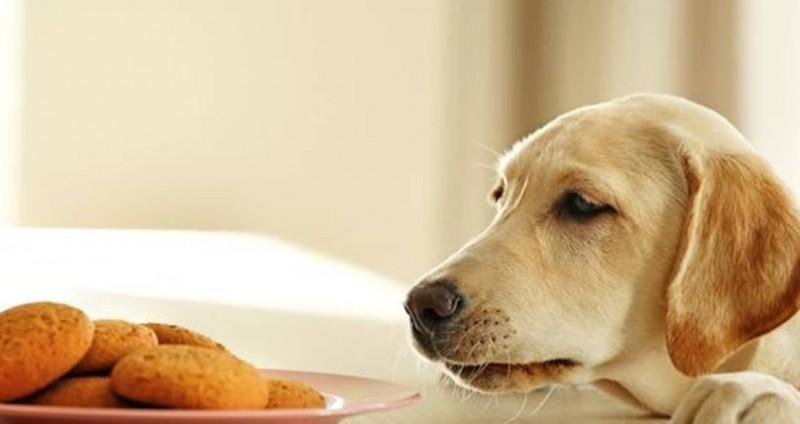 狗能每天吃雞胸肉嗎？餵養的注意事項是什麼？