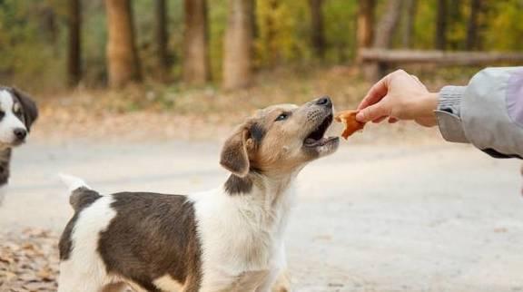 如何判斷狗吃飽了？寵物主人不應該被狗吃飽後的三種表現欺騙