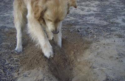 狗狗為什麼經常刨土呢？原來是這種緣故