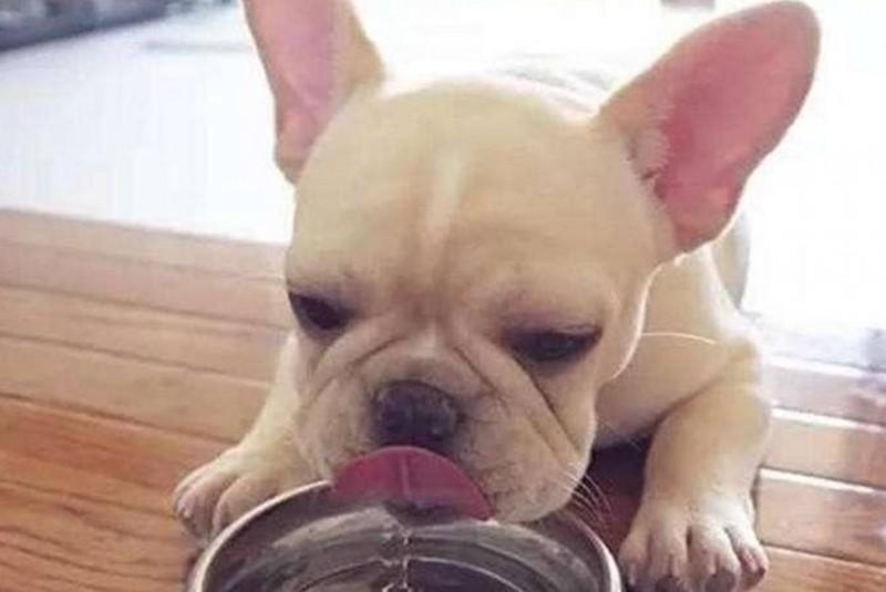 幼狗尤其愛喝水，必須操縱嗎？給狗狗飲水必須注意什麼？