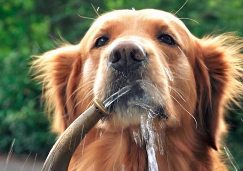 幼狗尤其愛喝水，必須操縱嗎？給狗狗飲水必須注意什麼？