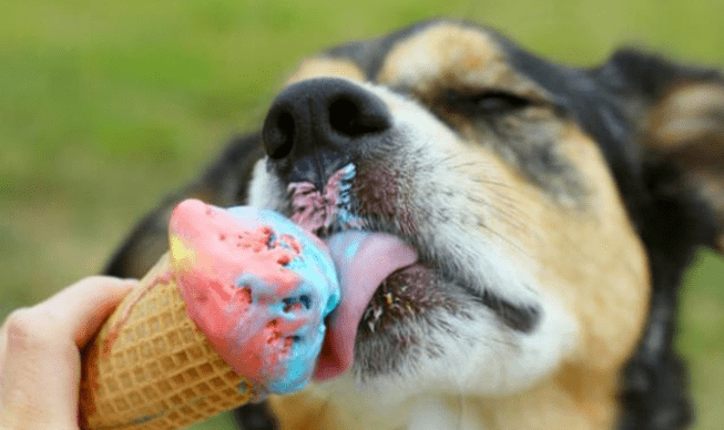 夏季狗狗能吃冰淇淋嗎？小寵醫生解讀夏季狗狗能不能吃冰淇淋