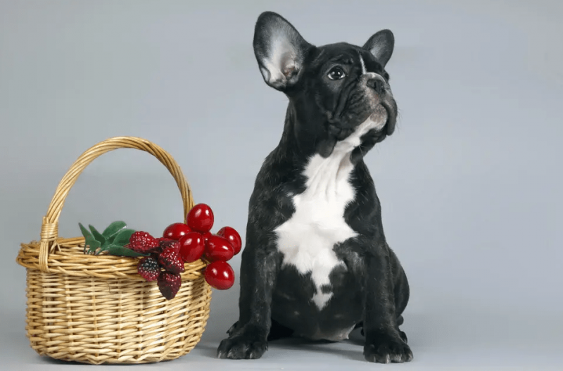 狗狗能吃哪些水果？小寵醫生科譜狗狗能吃的新鮮水果