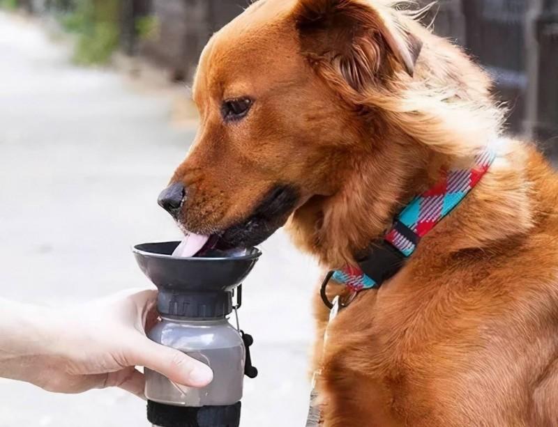 狗狗忽然「大量喝水」，身後實情你需要留意！