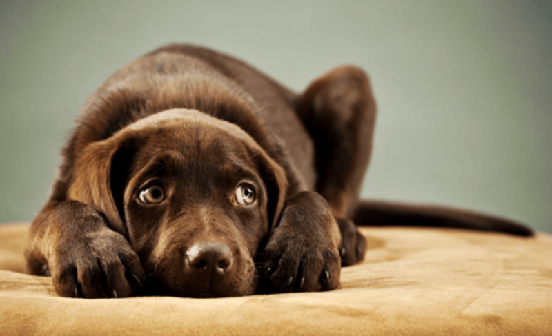 狗狗腸胃炎幾日會自己變好狗狗腸胃炎多少天能自己變好