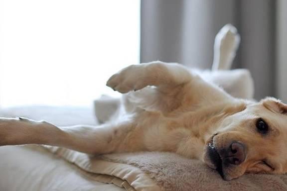 狗狗是個定時鬧鍾，叫主人醒來的方法分4種，你是被舔醒還是拱醒