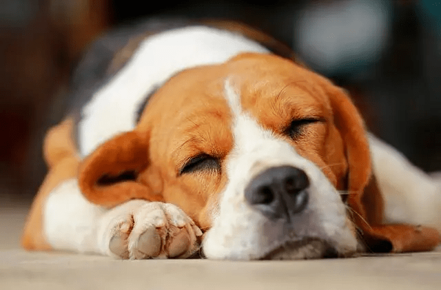 狗狗千奇百怪的睡姿，到底有什麼含義？