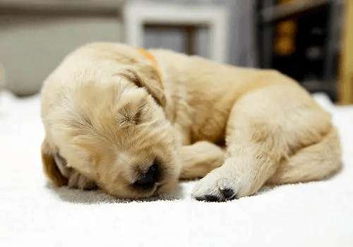 狗狗千奇百怪的睡姿，到底有什麼含義？