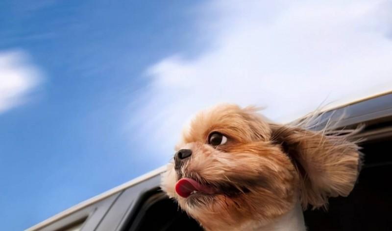 狗狗將頭伸出車窗外的緣故，你了解好多個呢？