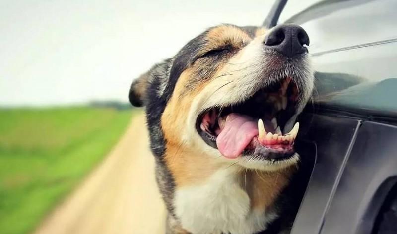 狗狗將頭伸出車窗外的緣故，你了解好多個呢？