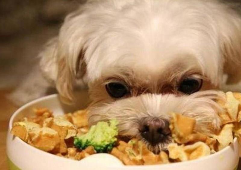 狗狗可以吃榴蓮嗎？狗狗不可以吃什麼東西呢？