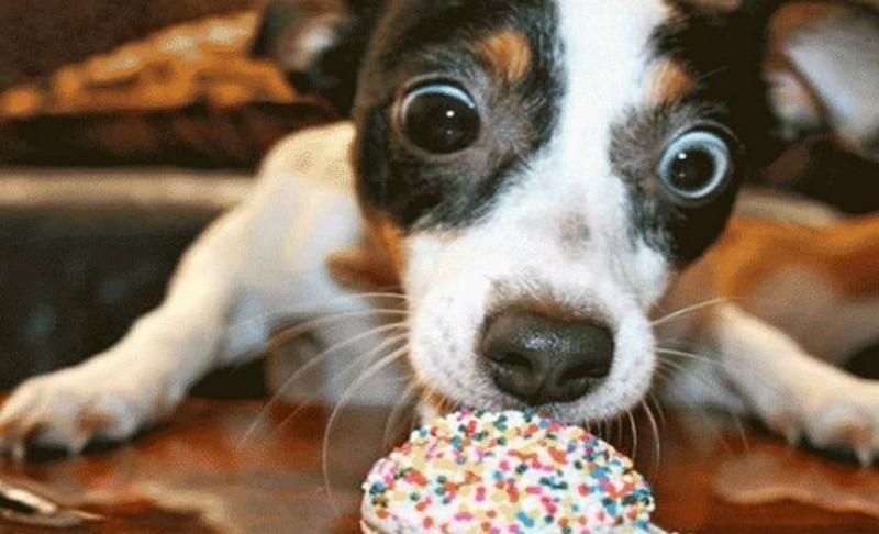 狗狗可以吃榴蓮嗎？狗狗不可以吃什麼東西呢？