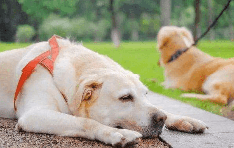 狗狗周圍神經炎引起發病原因是什麼？治療方式有什麼？