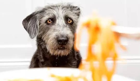 狗狗不愛吃飯應該怎麼辦？了解這三招，讓你輕松解決！