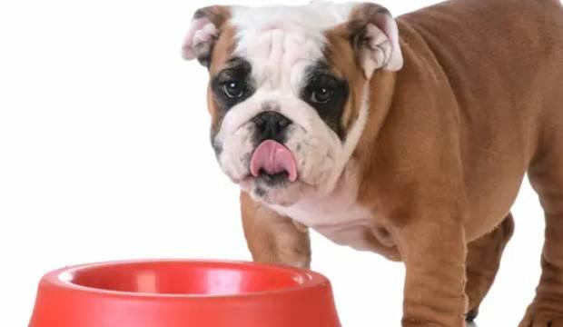 狗狗不愛吃飯應該怎麼辦？了解這三招，讓你輕松解決！