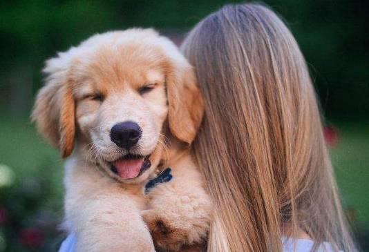 在狗狗的眼中，主人擁抱它，代表這種含意！