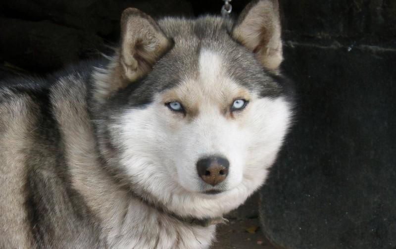 狗狗這幾個特性，是白眼狼的具體表現，這狗白養了