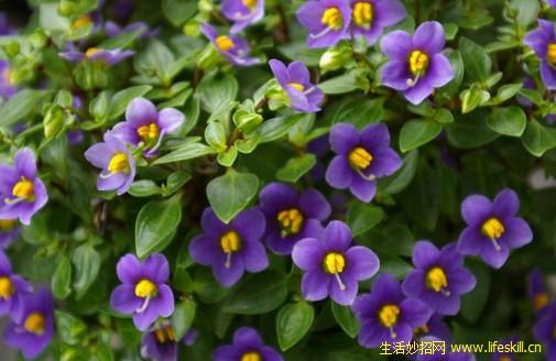 紫星花的栽培方法