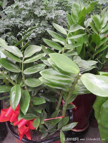 家庭盆栽觀葉植物你認識幾個？