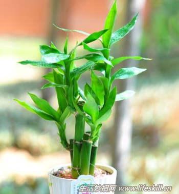 富貴竹要怎樣養才能長的旺？