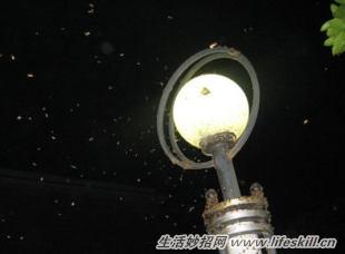 夏夜裡燈下的小飛蟲怎麼清理？