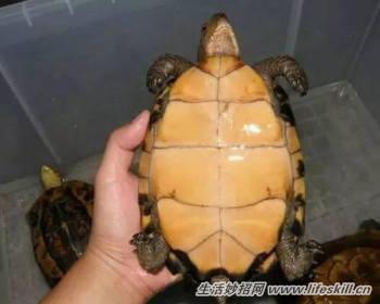教你簡單快速的分辨烏龜的公母