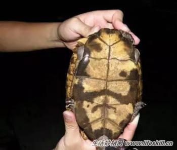 教你簡單快速的分辨烏龜的公母
