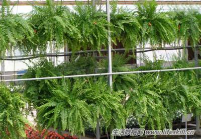 最能淨化室內空氣的18種植物，認識一下吧！