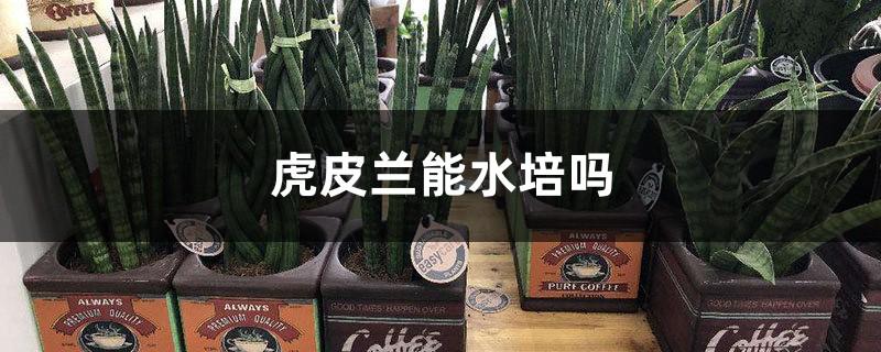 虎皮蘭能水培嗎